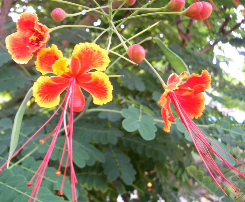 In the resort garden