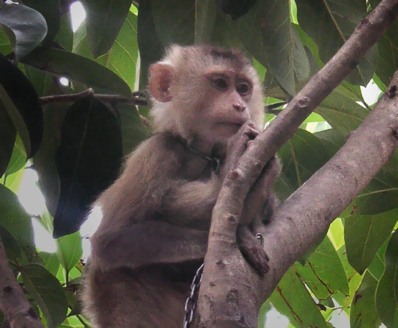 Monkey on a chain