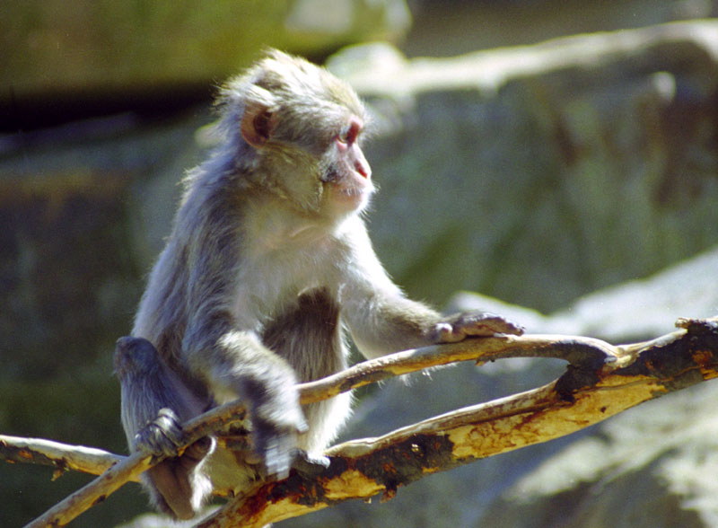 Macaque in City Park Zoo