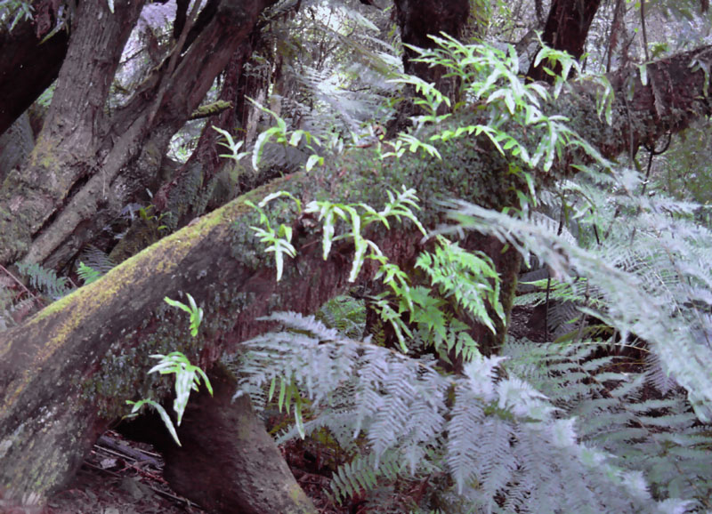 Notley Fern Gorge - 3