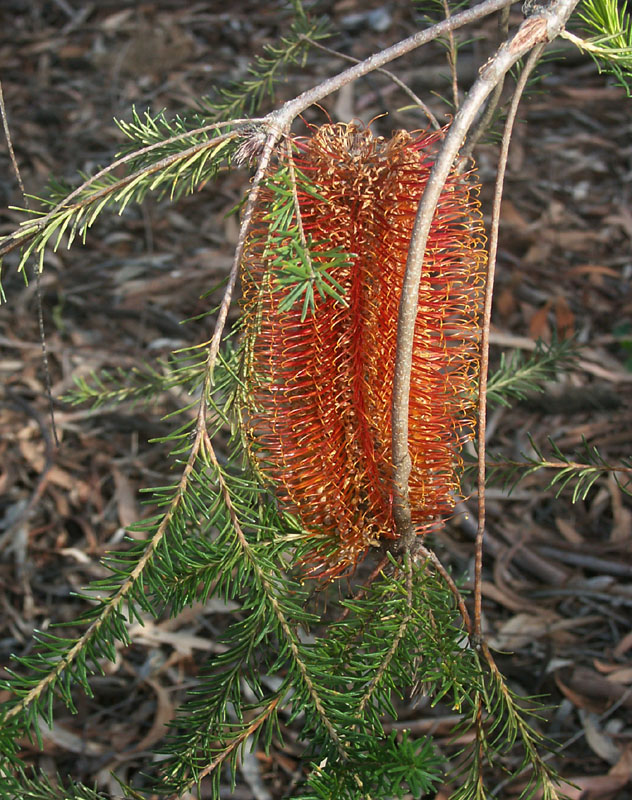 Banksia ericifolia