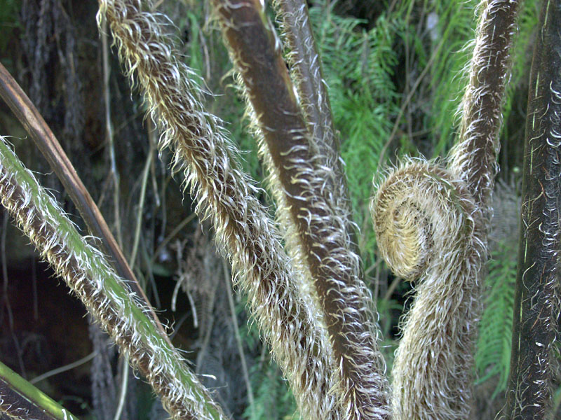 Tree fern