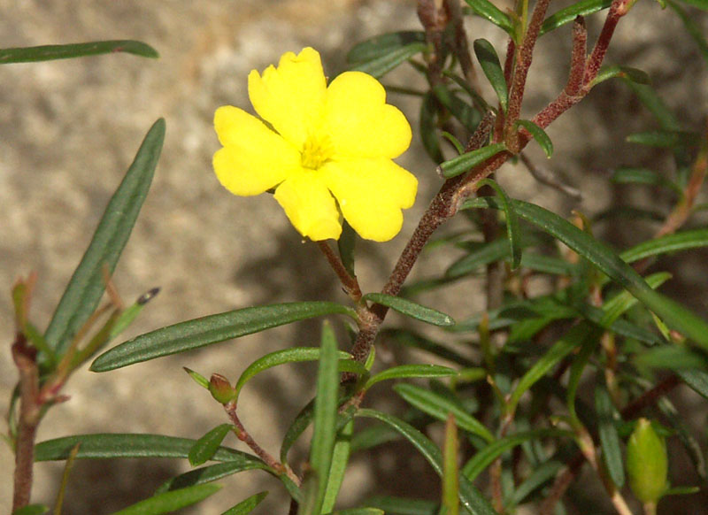 Hibbertia