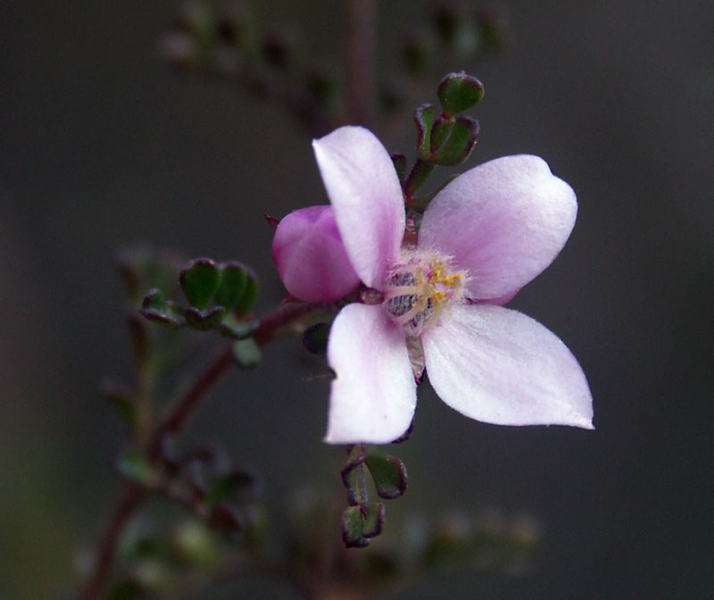 Boronia microphylla