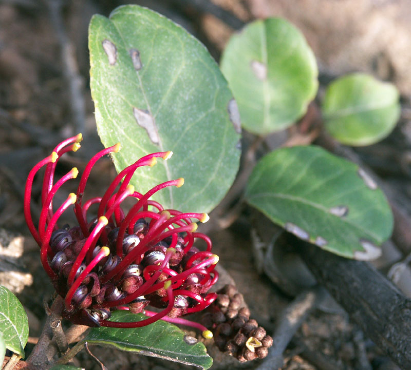 Grevillea laurifolia