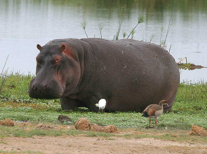Amboseli Hippo Stuck in the mud.jpg