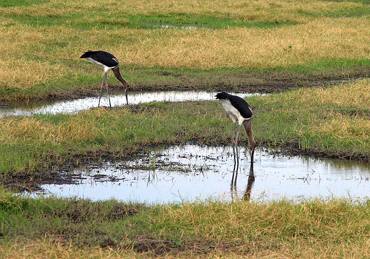 Two storks at Amboseli.jpg
