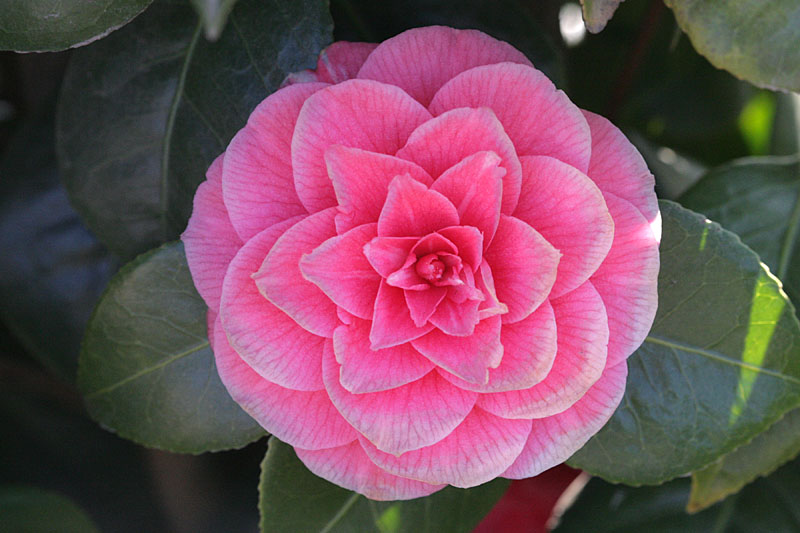Garden Flowers