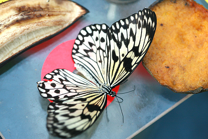 Idea leuconoe <br>Rice Paper butterfly <br>Papiervlinder