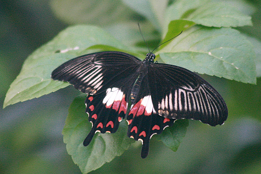Papilio polytes <br>Common Mormon
