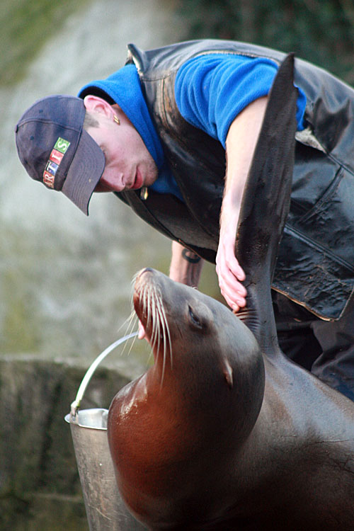 Zalophus californianus <br>California sea lion <br>Californische zeeuwleeuw 