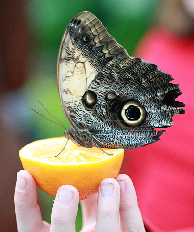 Caligo atreus  <br>Geelgerande uilvlinder 