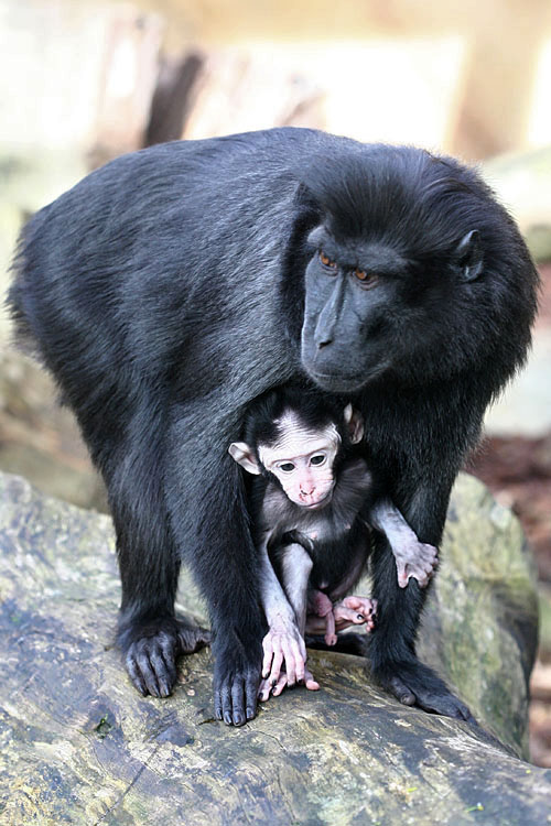 Macaca nigra nigra <br> Sulawesi macaque <br> Zwarte kuifmakaak 