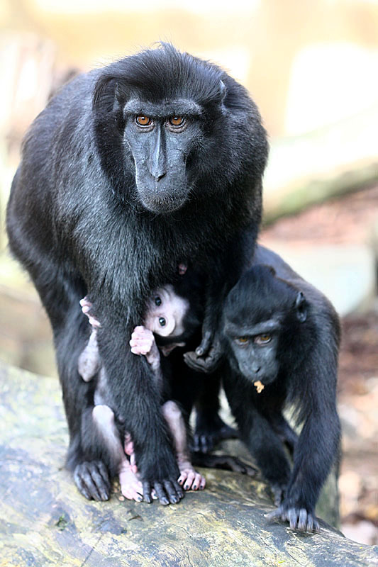 Macaca nigra nigra <br> Sulawesi macaque <br> Zwarte kuifmakaak 