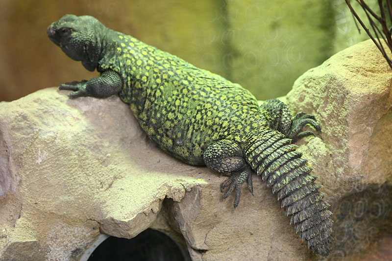 Uromastyx acanthinura <br> African spiny-tailed agamid <br> Afrikaanse doornstaartagame 