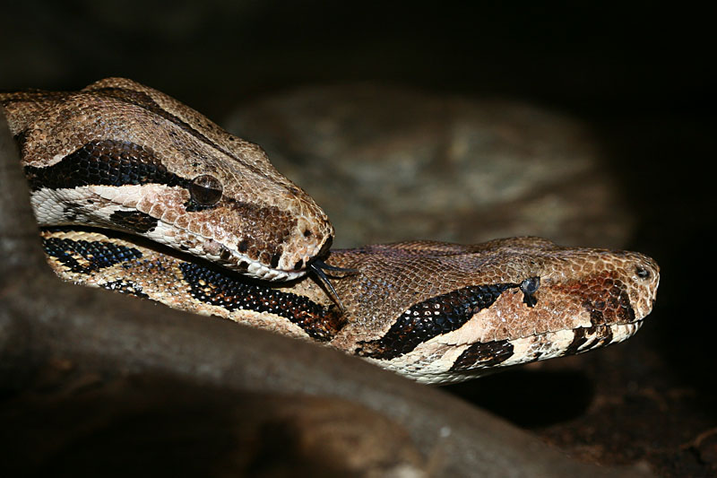 Boa constrictor