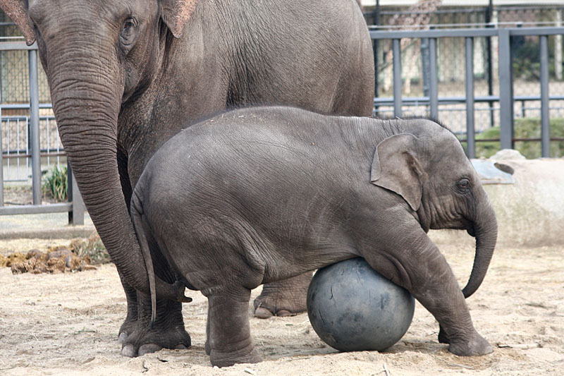 Elephas maximus <br>Asiatic elephant <br>Aziatische Olifant 
