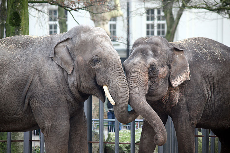 Elephas maximus <br>Asiatic elephant <br>Aziatische Olifant 