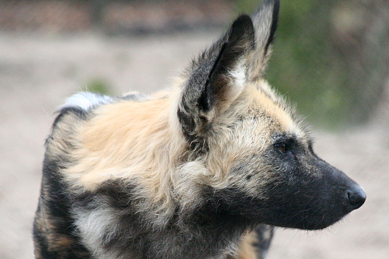 Lycaon pictus pictus <br>African hunting dog <br>Afrikaanse Wilde Hond 
