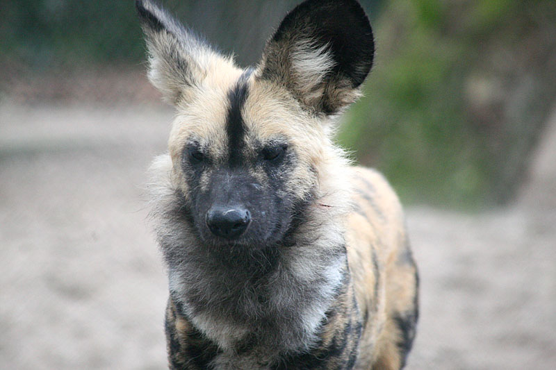 Lycaon pictus pictus <br>African hunting dog <br>Afrikaanse Wilde Hond 