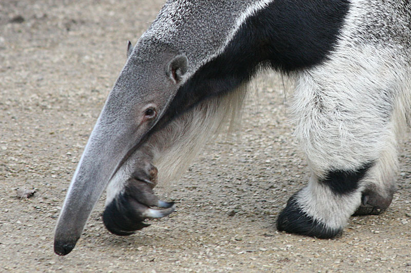 Mecophaga tridactyla <br> Giant anteater <br>Reuzemiereneter 