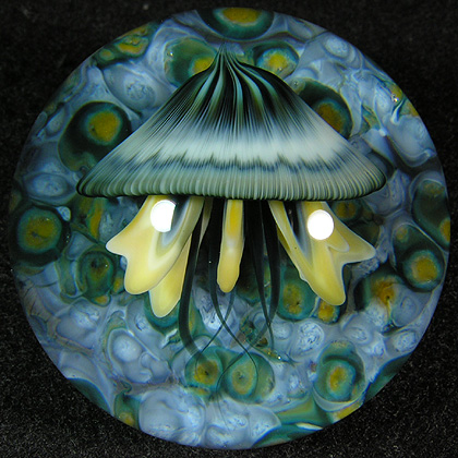 This is a stunningly beautiful example of Johns jellyfish, one of the best youll find.