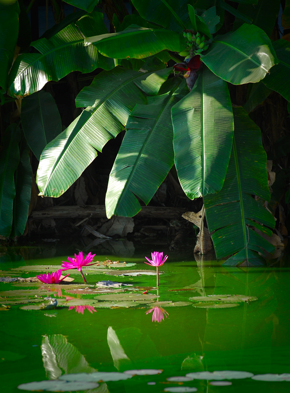 Kandawgyi lake.Yangon
