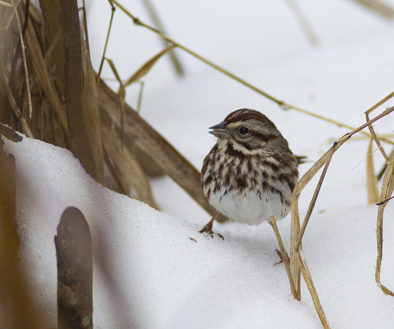 Song Sparrow