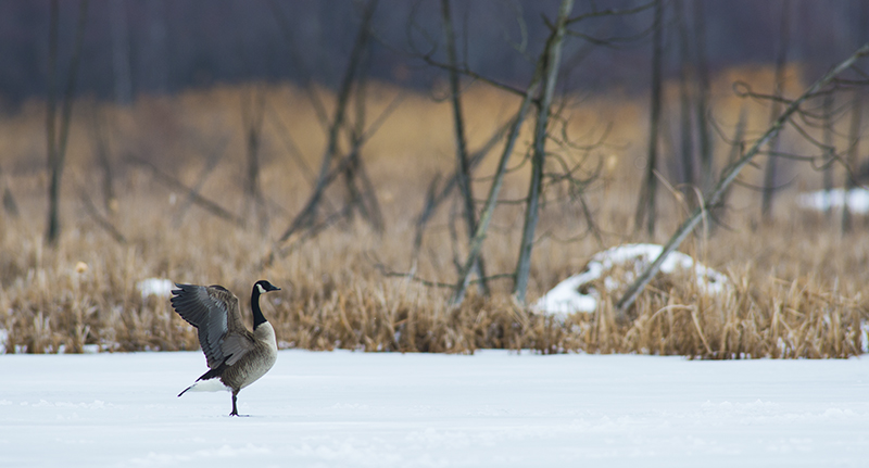 Canada Goose
