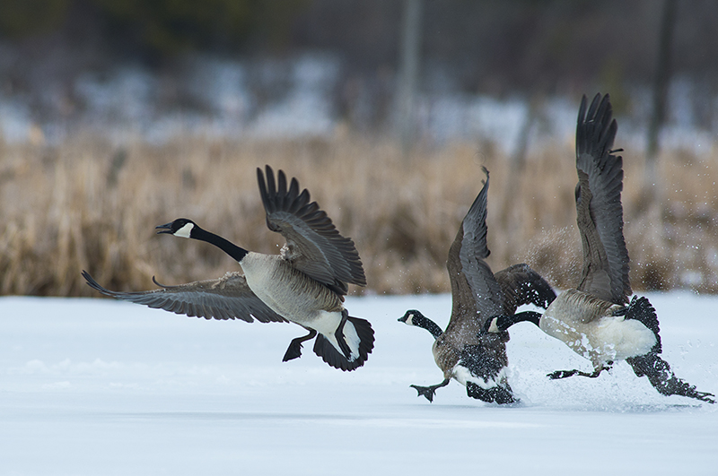 Canada Goose