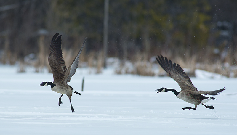 Canada Goose