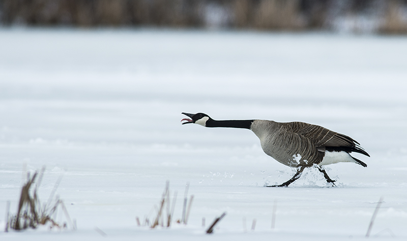 Canada Goose