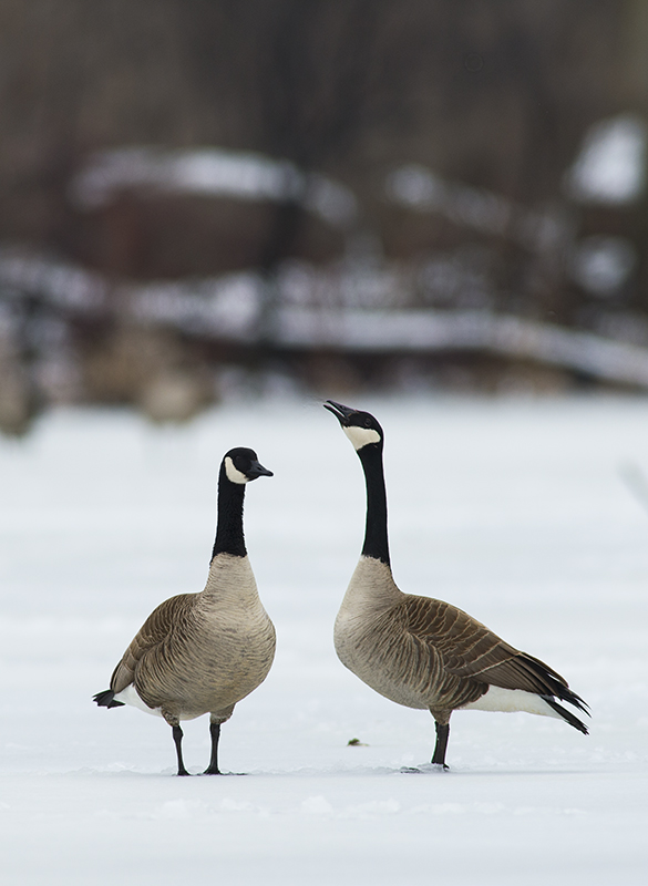 Canada Goose