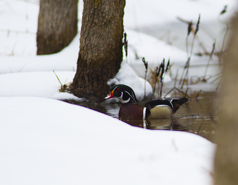 Wood Duck