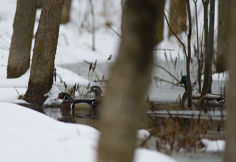 Wood Duck