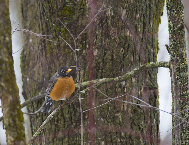 American Robin