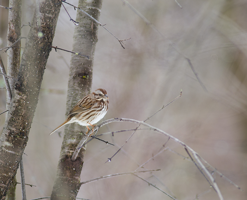 Song Sparrow