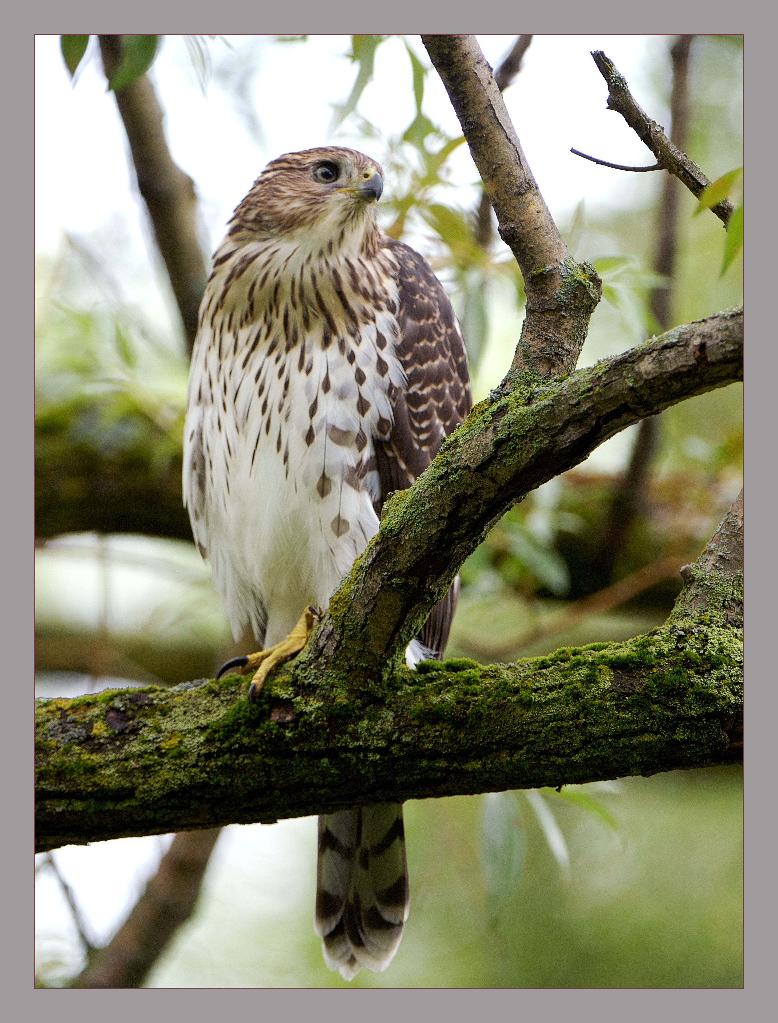 Coppers Hawk