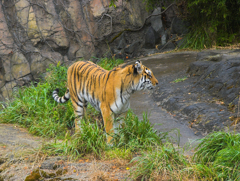 Amur Tiger