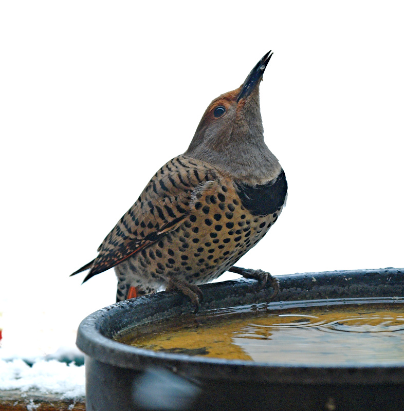 Flicker