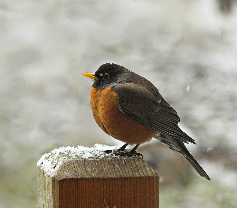 Cold, fluffed up Robin - fed him half apples