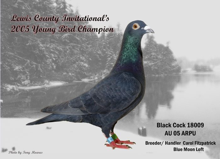 racing pigeons