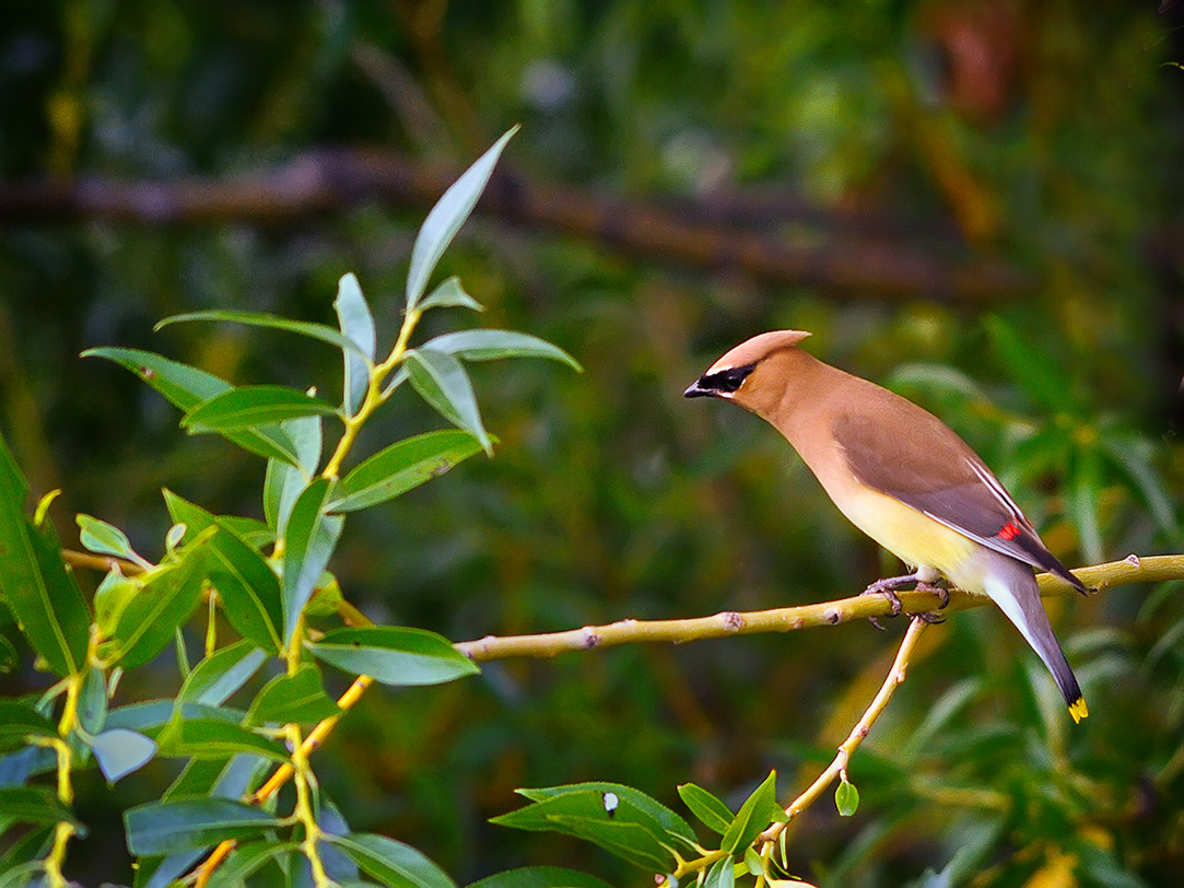 Cedar Waxwing.jpg