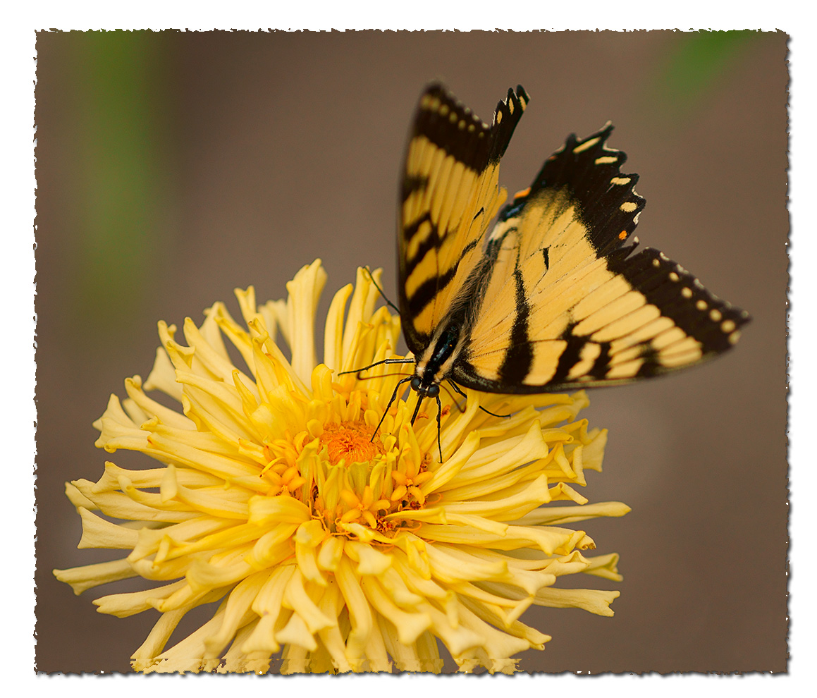 Tiger Swallowtail