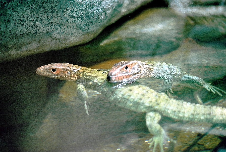 019A_caiman_lizards.JPG