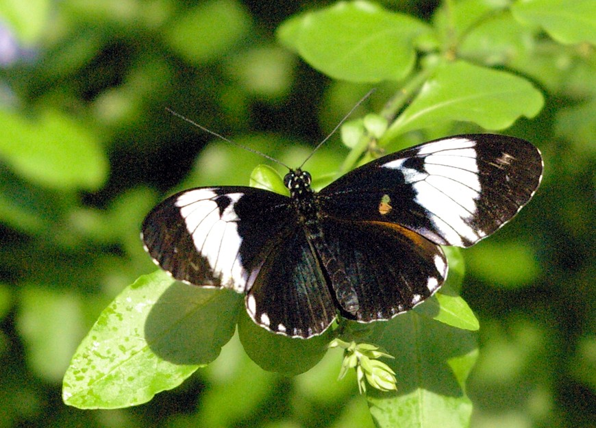 4210_butterfly.JPG