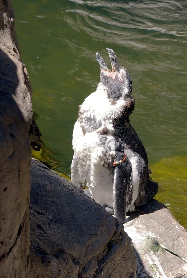 4878 baby penguin.JPG
