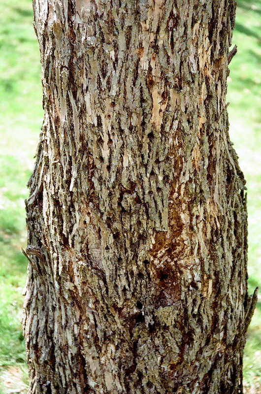 10_woodpeckers.jpg