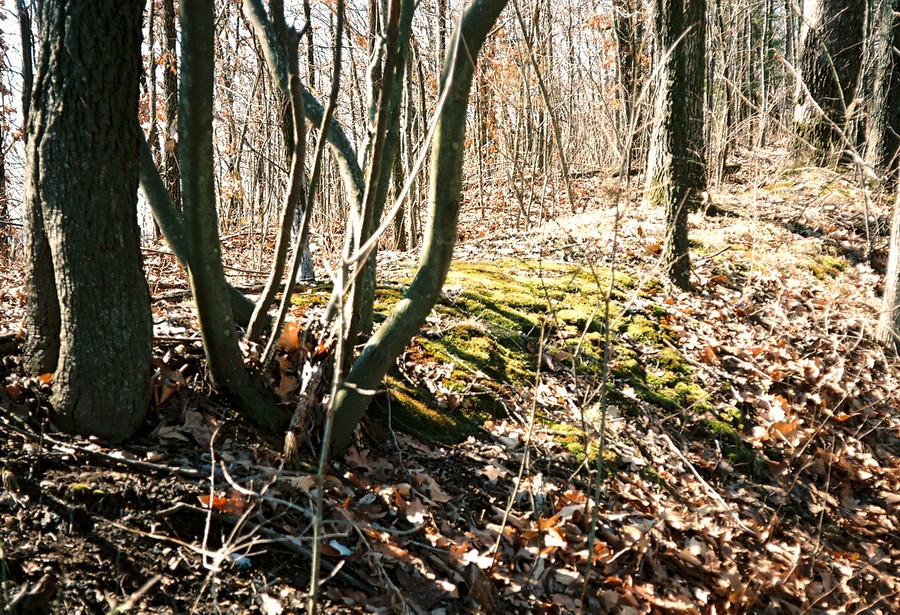 05_moss.JPG