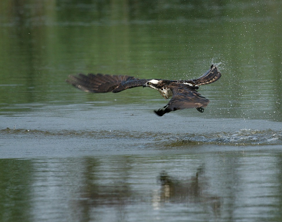 Osprey